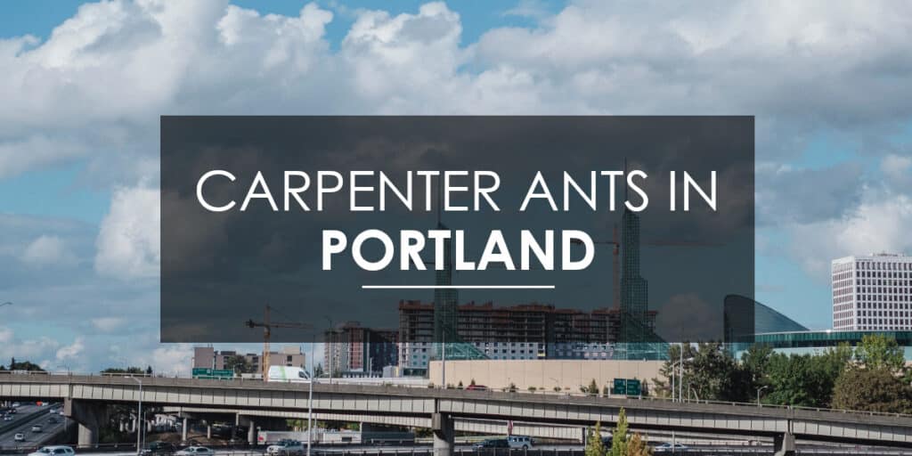 Carpenter ant in Portland