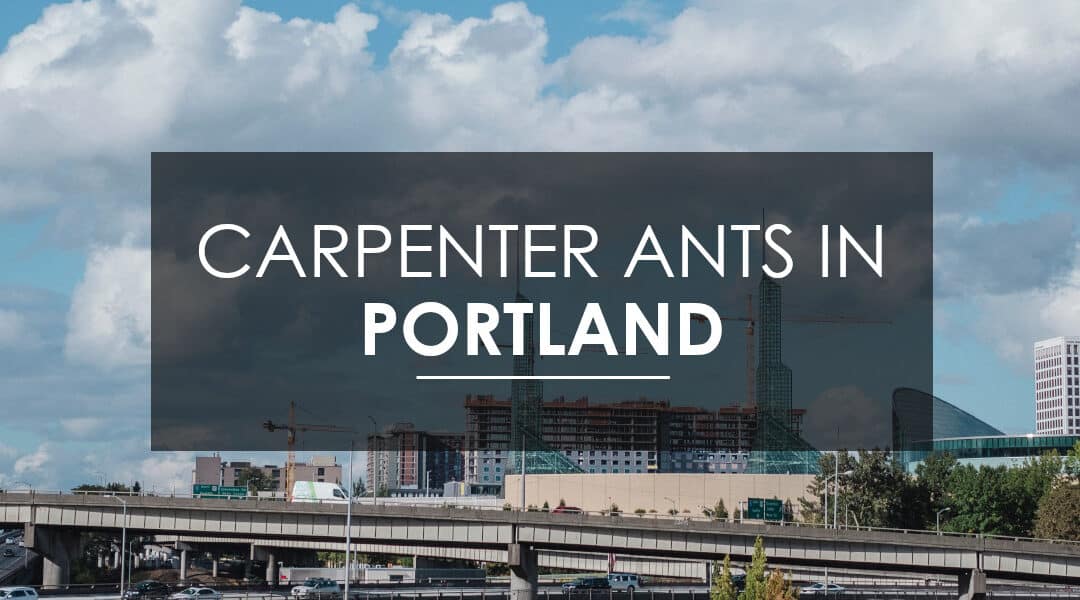 How Do I Get Rid of Carpenter Ants in Portland, OR?