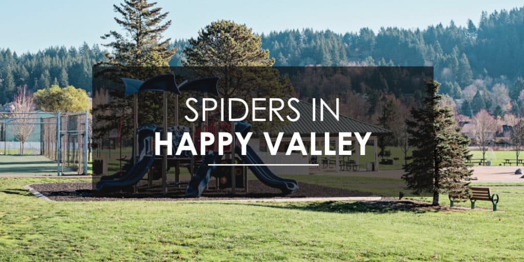 Spiders in Happy Valley