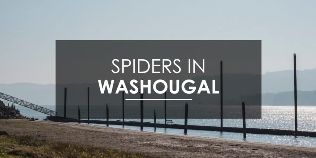 Spiders in Washougal