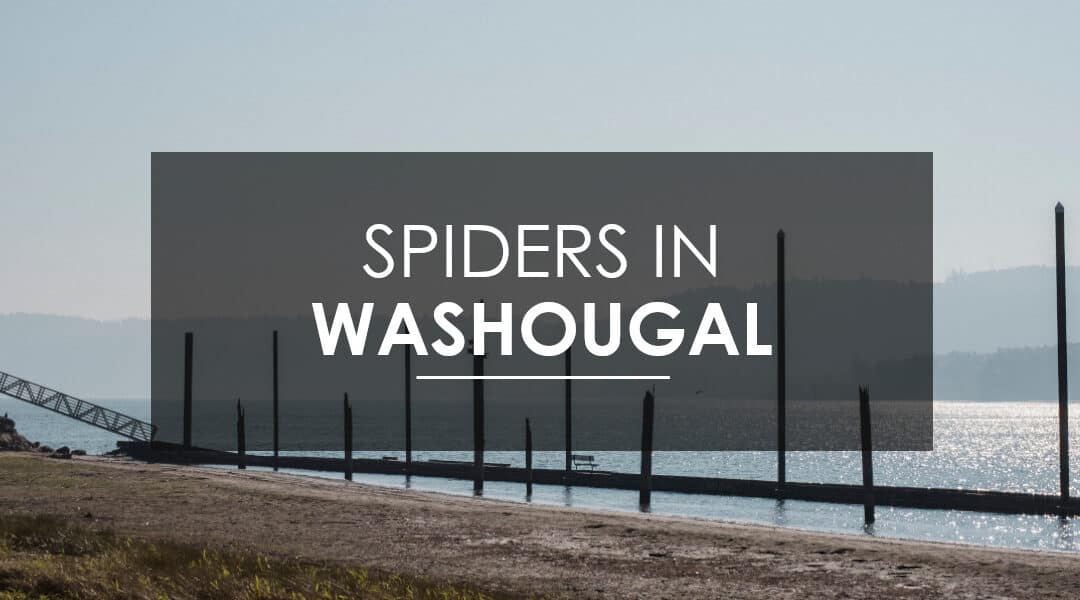 How Do I Get Rid of  Spiders in Washougal?
