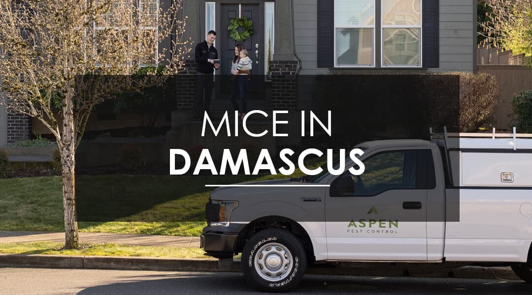 Think You Have a Mouse Infestation in Your Damascus, OR  Home?