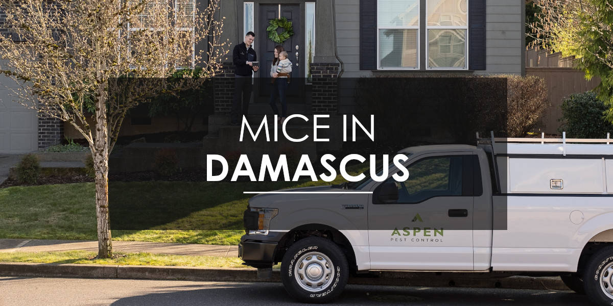 Mice in Damascus