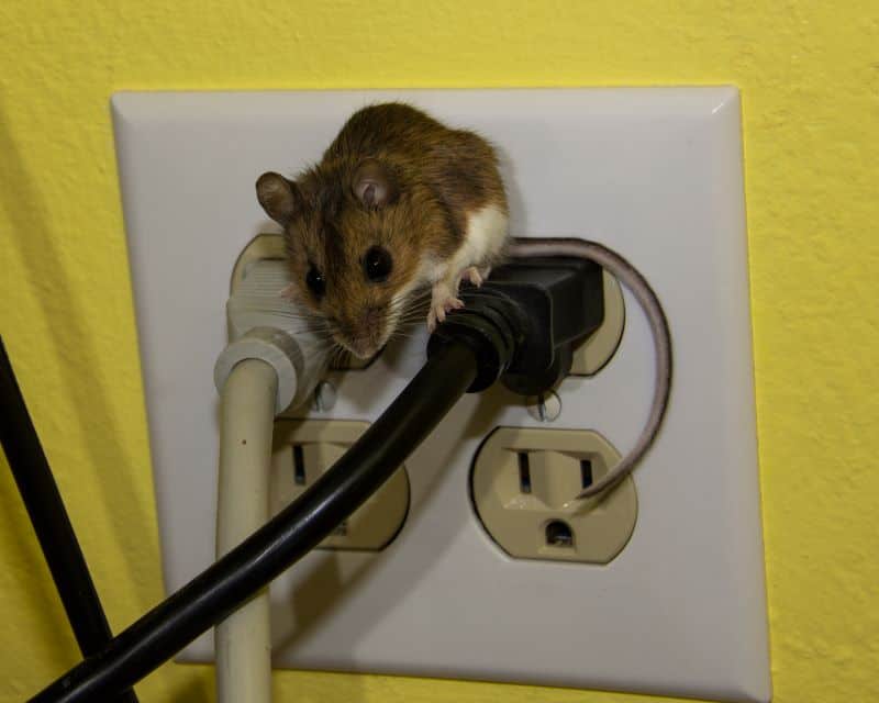 house mouse standing on electrical wires