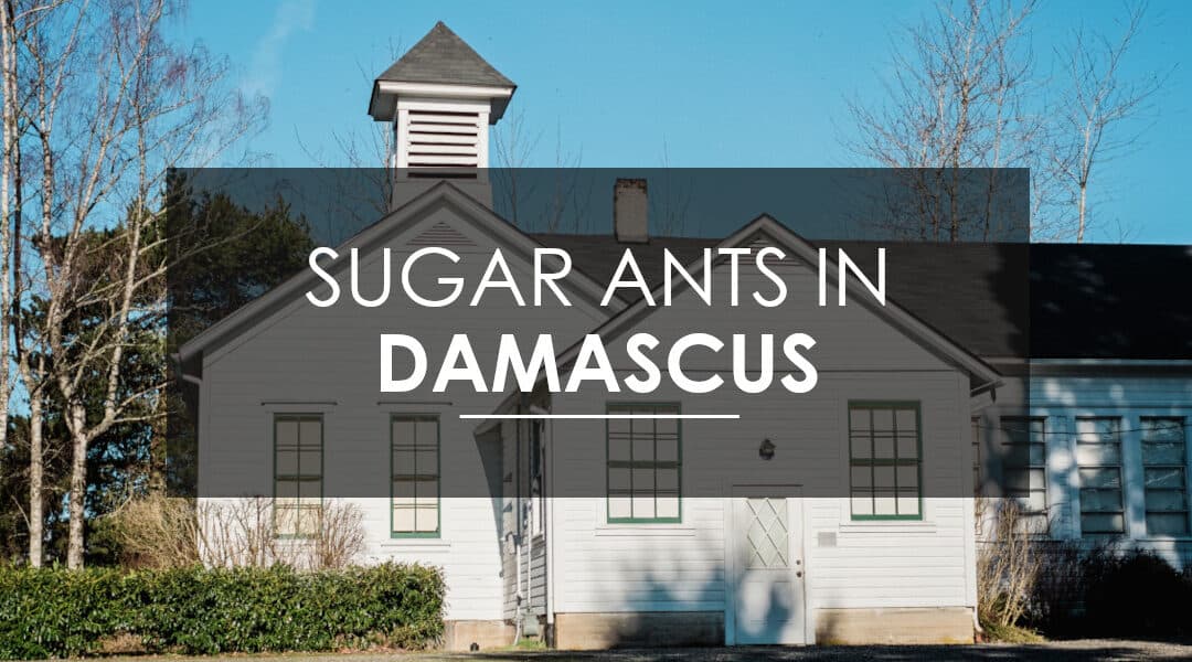 Sugar Ant Extermination in Damascus