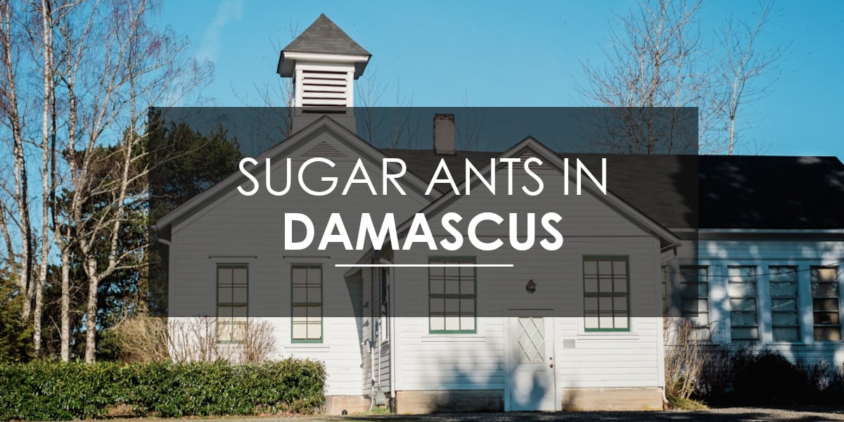 Ants in Damascus