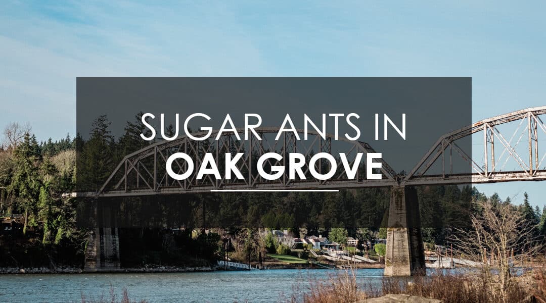 Sugar Ants in Your Oak Grove Home?