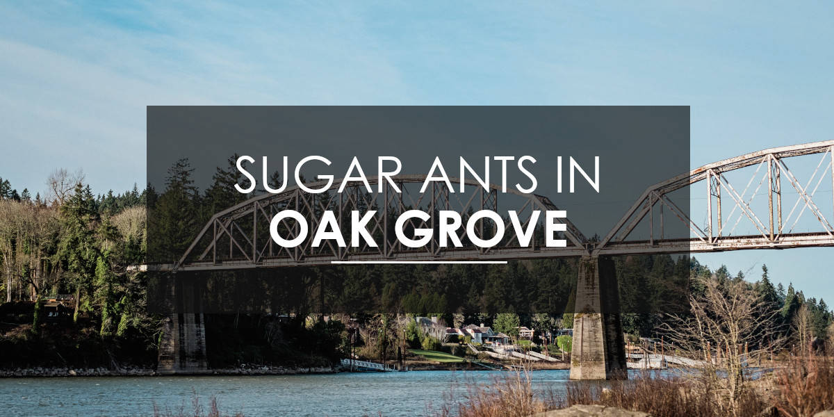 Ants in Oak Grove