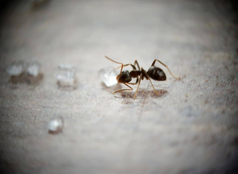 close up of sugar ant