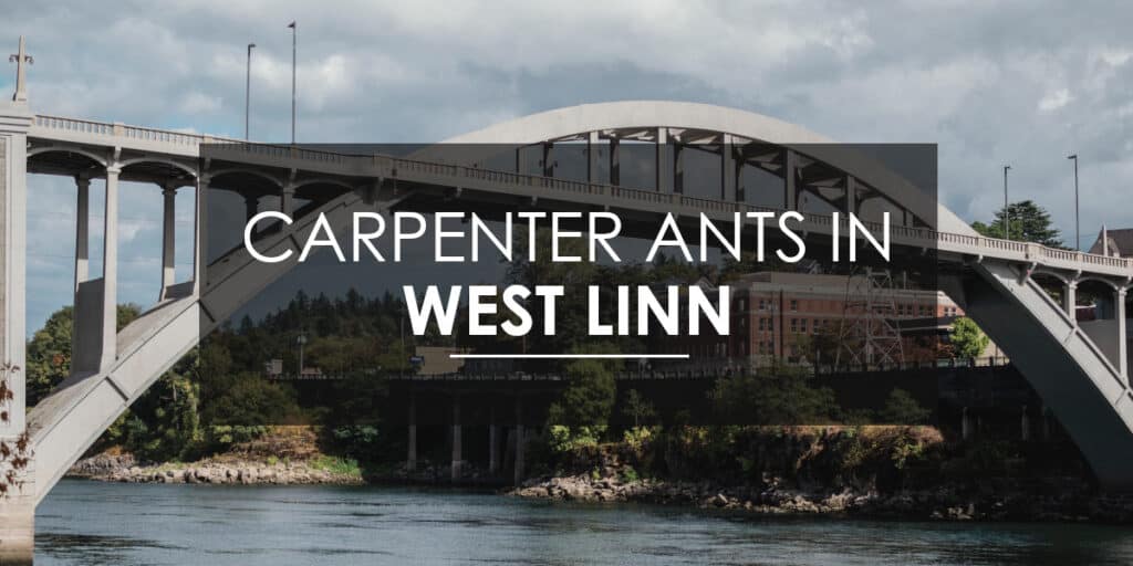 Carpenter ant in West Linn