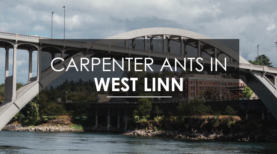 Need Carpenter Ant  Extermination in West Linn?