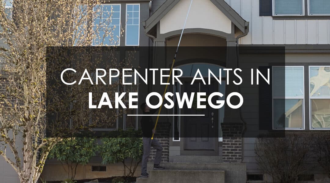 How to Exterminate Carpenter  Ants in Lake Oswego
