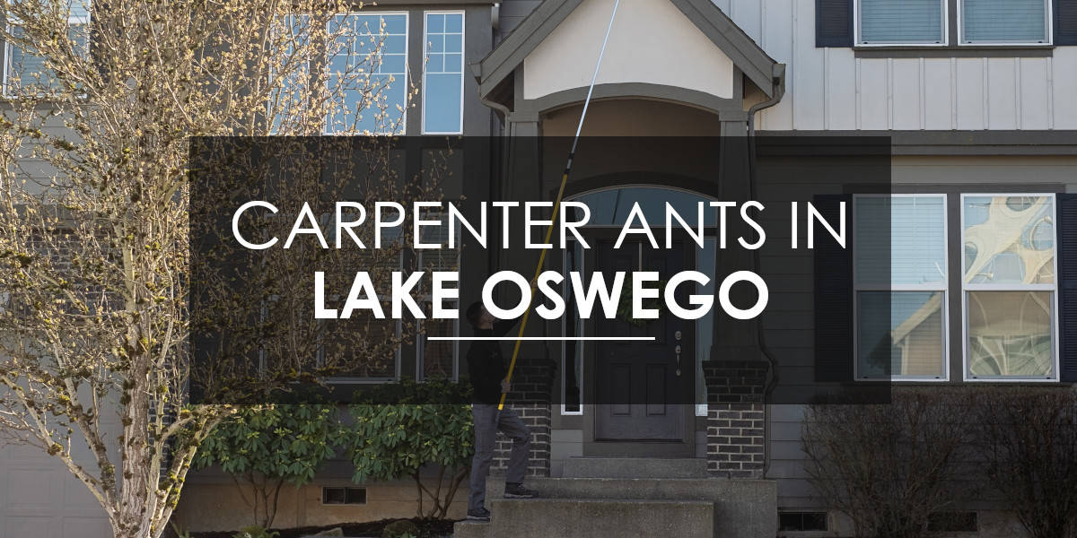 Carpenter ant in lake Oswego