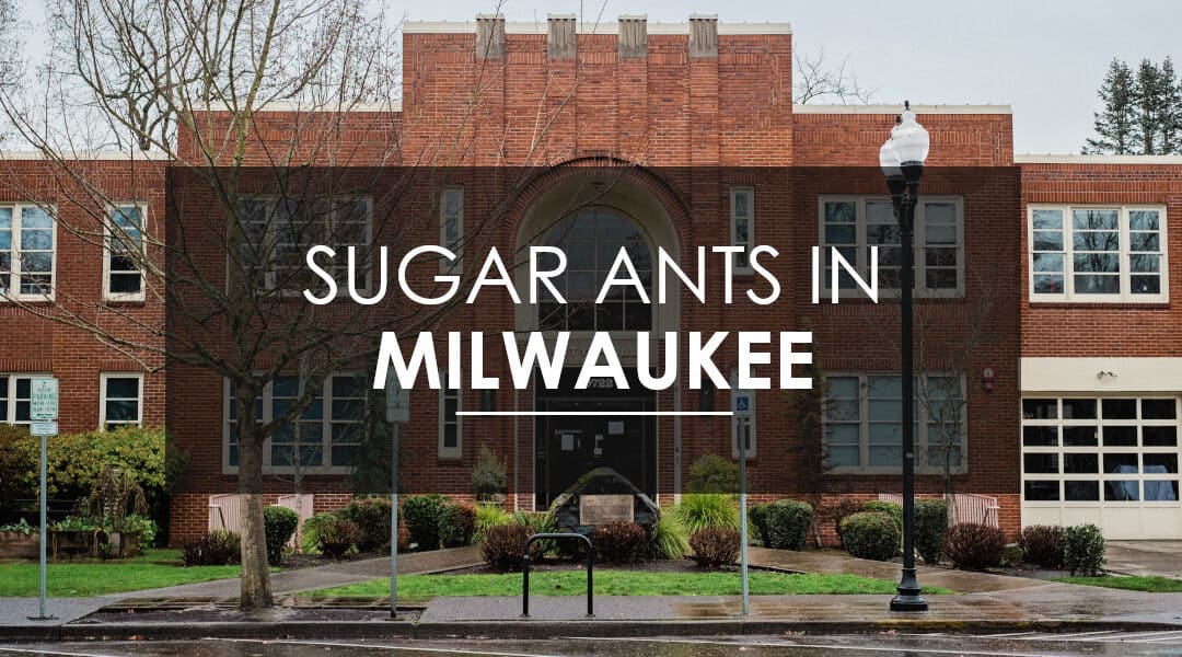 At-Home Methods for Preventing Sugar Ants in Your Milwaukee Home