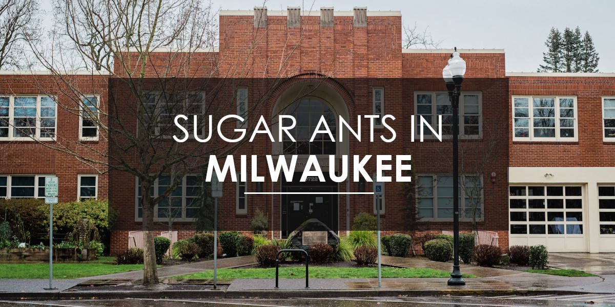 Ants in Milwaukee