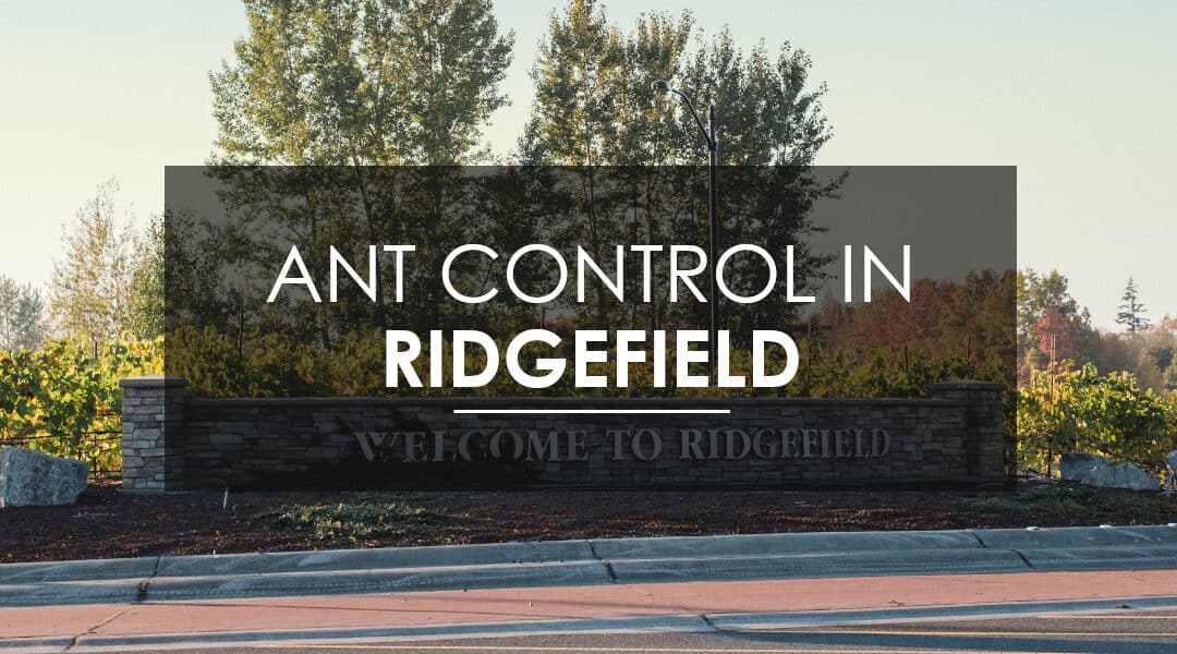 When Ridgefield Needs Carpenter Ant Extermination, Ridgefield  Calls Aspen Pest Control