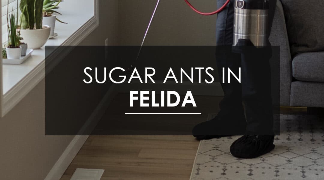 How Do You Exterminate  Sugar Ants in Felida?
