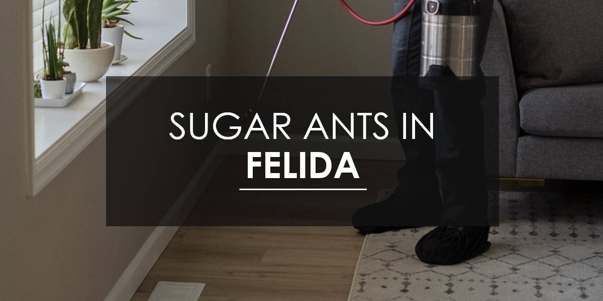 Ants in Felida