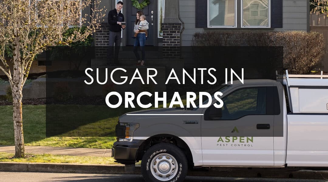 The Best Way to Exterminate  Sugar Ants in Orchards