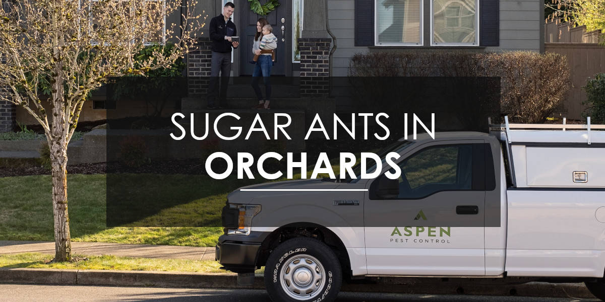 Ants in Orchards