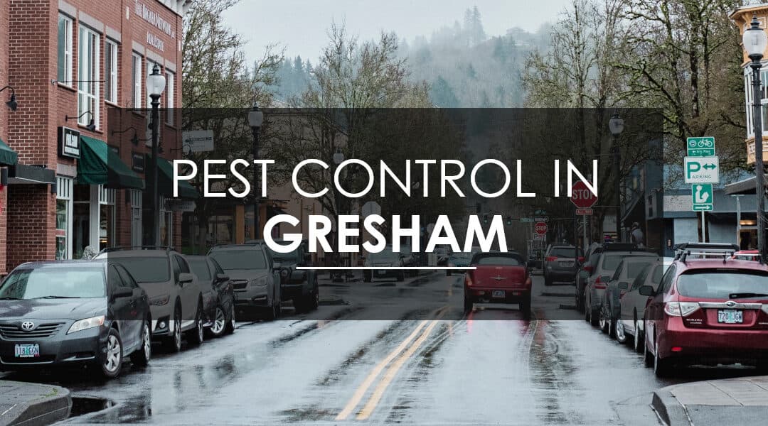 Why Every Homeowner in Gresham Deserves Year-Round Pest Control