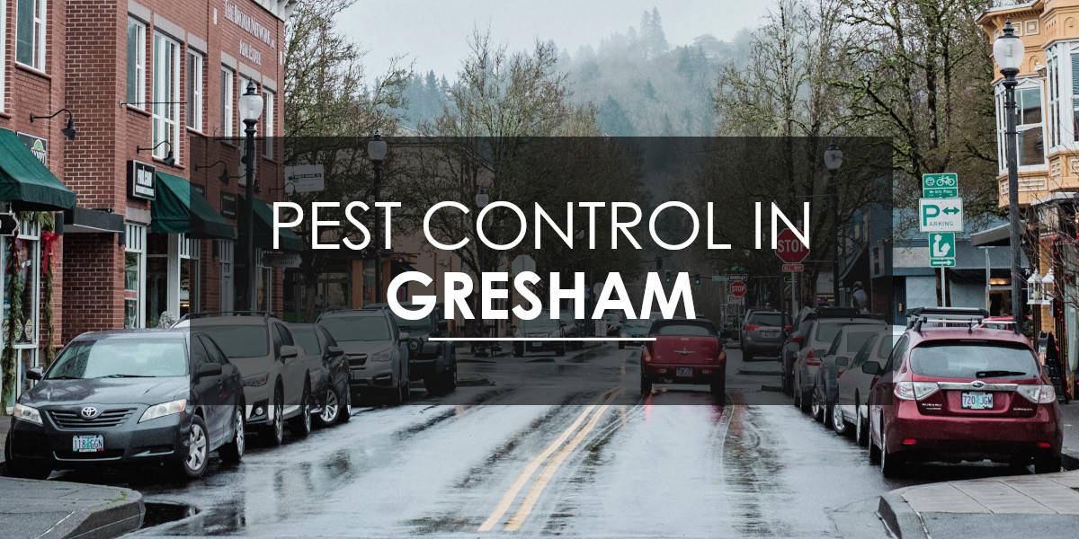 Pest Control in Gresham