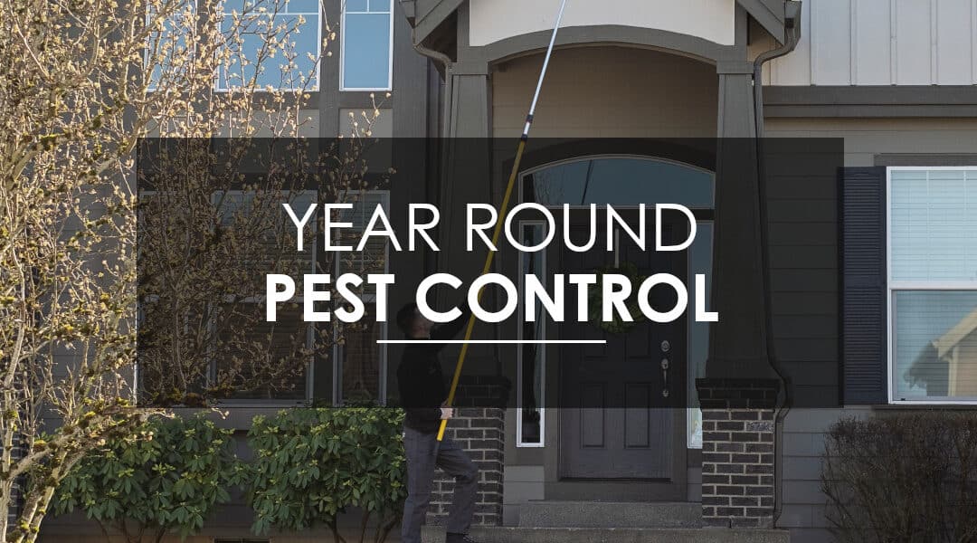 Do I Really Need  Year-Round Pest Control?