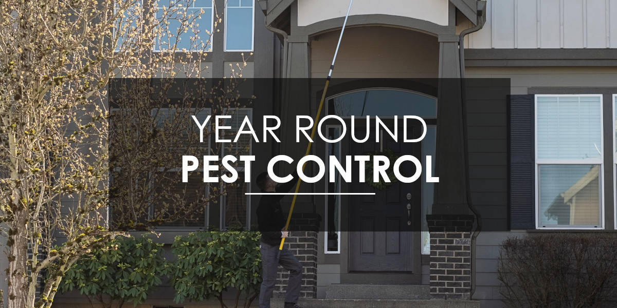 Pest Control Year Round