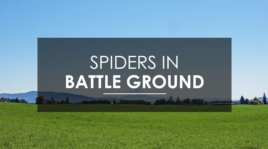 Effective Spider Extermination  in Battle Ground, Washington