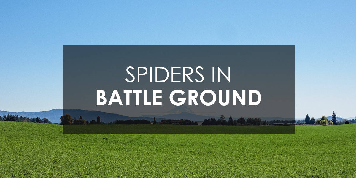 Spiders in Battle Ground