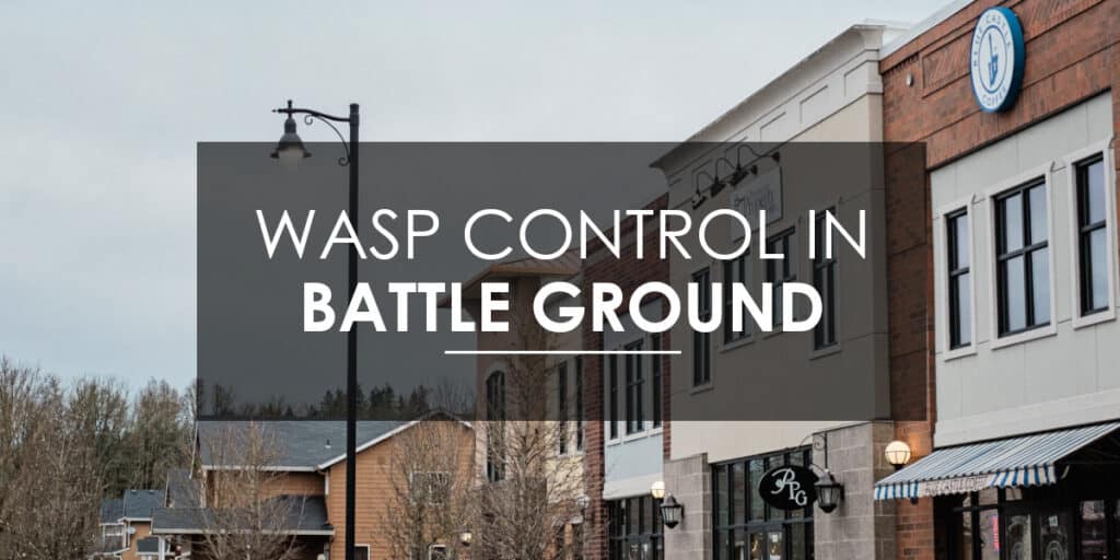 Wasps in Battle Ground