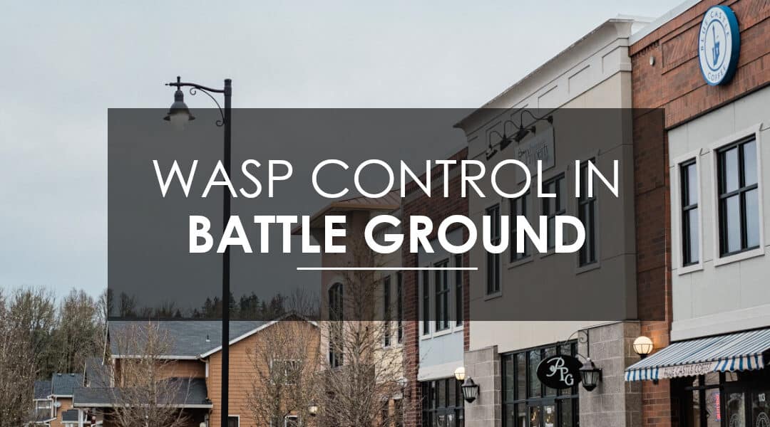 Wasps, Hornets, and Yellow Jacket Extermination in Battle Ground, WA