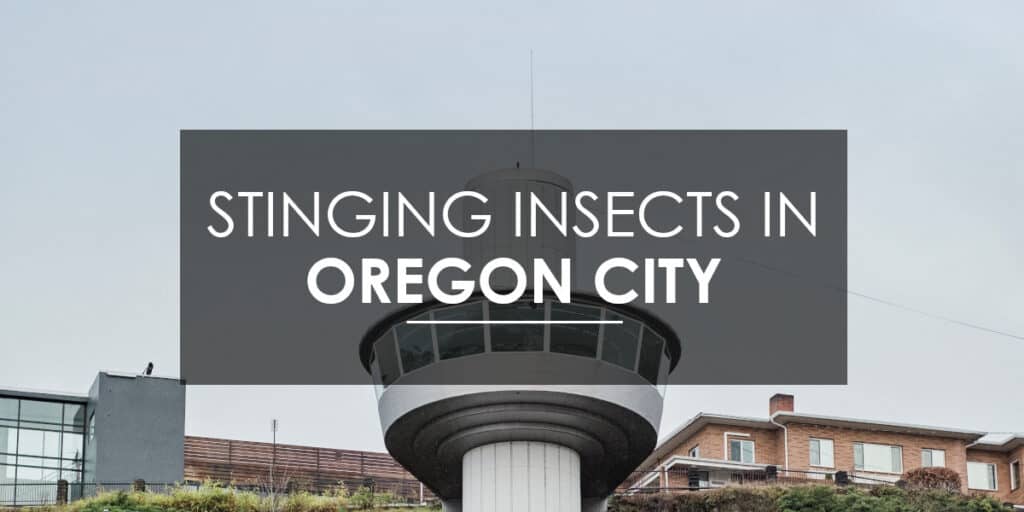 Stinging Insects in Oregon City