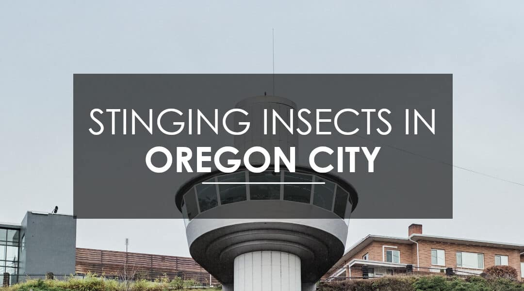How to Exterminate Wasps, Hornets, and Yellow Jackets in Oregon City