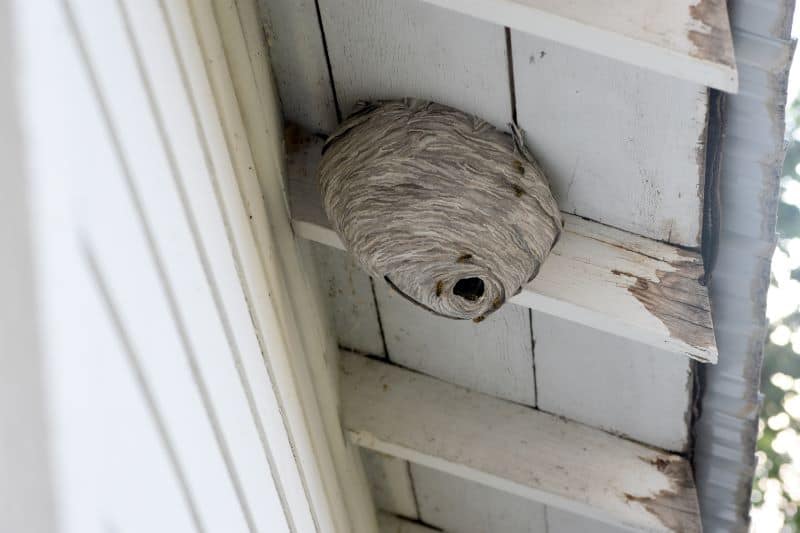 wasp nest under eaves of home