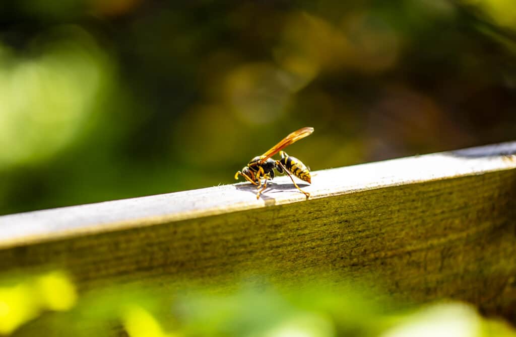 wasp on wooden porch railing