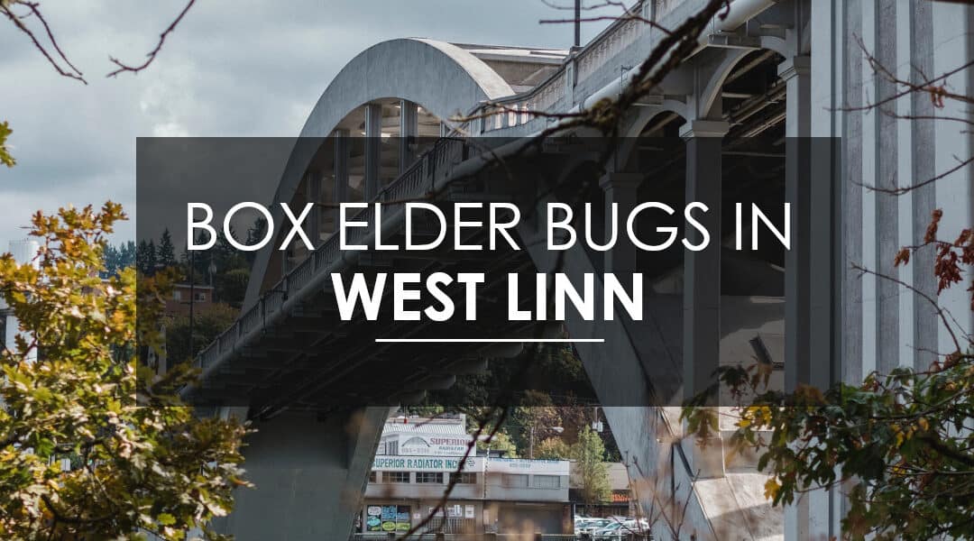 Boxelder Extermination in West Linn