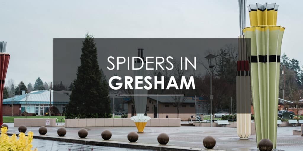 Spiders in Gresham