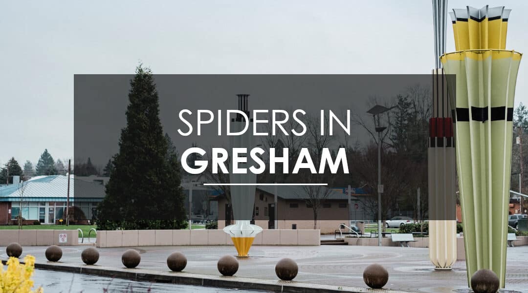Spider Extermination in Gresham, OR