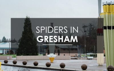 Spider Extermination in Gresham, OR