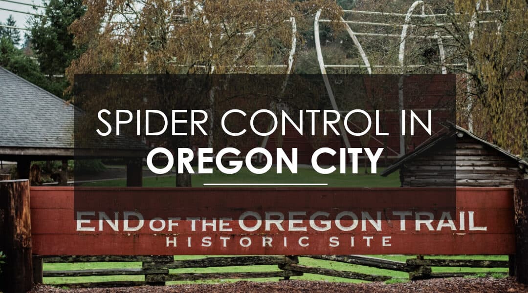 Spider Extermination in Oregon City