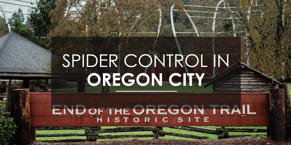 Spiders in Oregon City