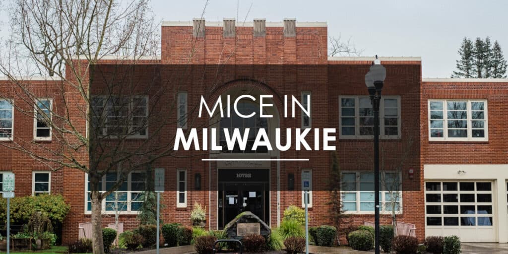 Mice in Milwaukie