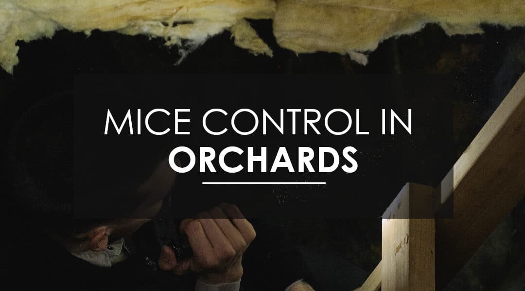 Mice In Your Orchards Home?  DO THIS!