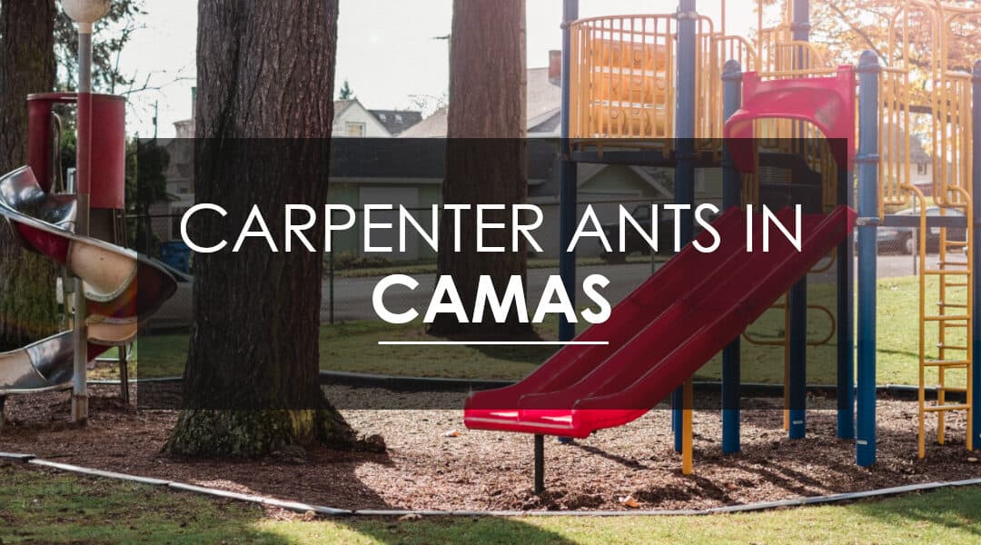 Why You Need A Professional for Carpenter Ants In Camas