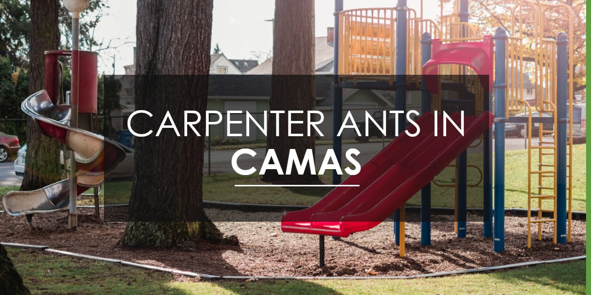 Carpenter ants in Camas