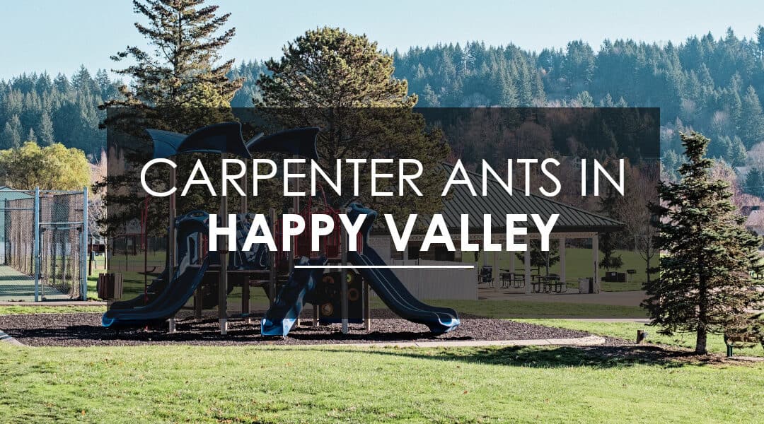 Four Things You NEED TO KNOW about Carpenter Ants In Happy Valley