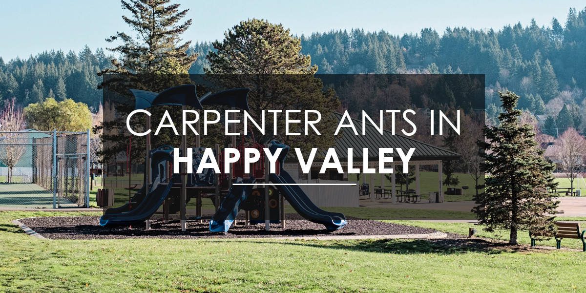 Carpenter ants in Happy Valley