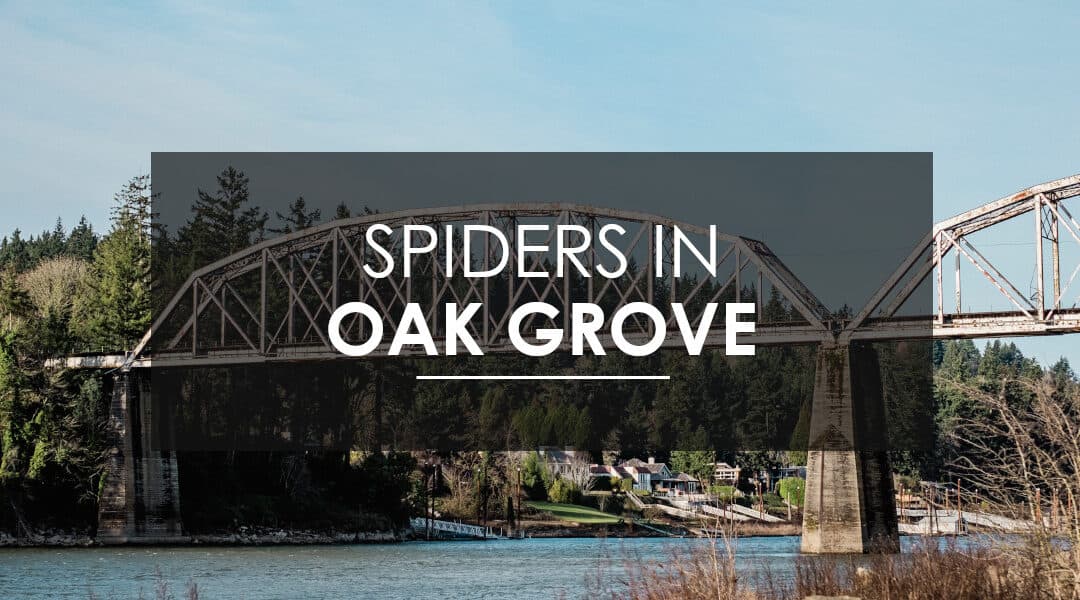 Spiders In Oak Grove? Call Aspen!