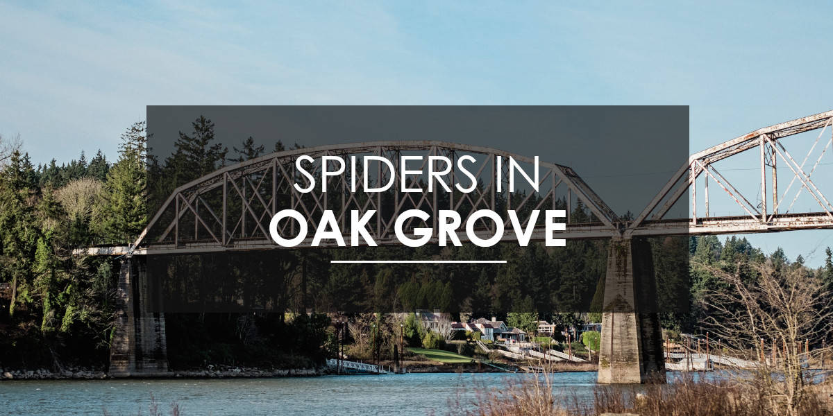 Spiders in Oak Grove